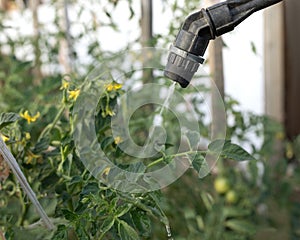 Farmer sprays fungicides and pesticides in garden to protect plants from diseases and destroy pests photo