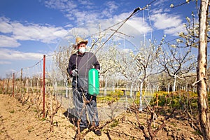 Farmer sprays his vineyard.