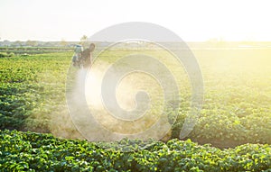 A farmer sprays a potato plantation with pesticides. Protecting against insect plants and fungal infections. Agriculture and