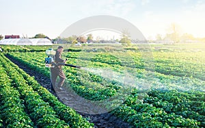 A farmer sprays a potato plantation with pesticides. Protecting against insect plants and fungal infections. Agriculture