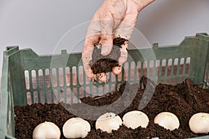 A farmer sprinkles soil on planted tulip bulbs in boxes in a greenhouse