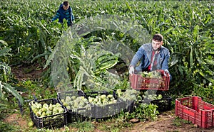 Farmer stacking boxes with artichokes