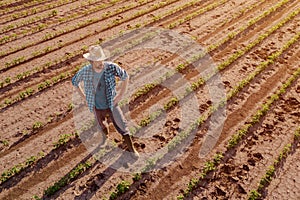 Farmer standing in cultivated soybean field, high angle view