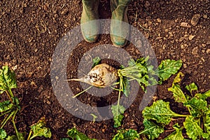 Farmer standing directly above extracted sugar beet root crop photo