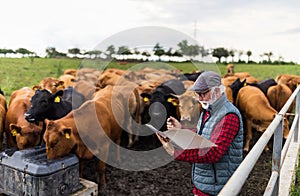 Farmer standing in front of cows on meadow