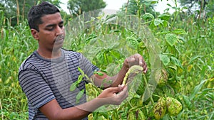 Farmer standing in guar or Cluster beans field examining crop. Harvest care concept