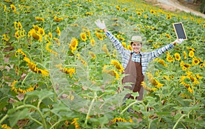 Farmer standing happy in a sunflower field, looking at the crop