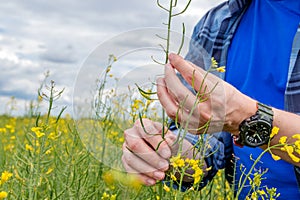 Farmer standing in oilseed rape examining the crop.