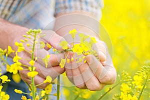 Farmer Standing in Oilseed Rapeseed Cultivated Agricultural Field photo