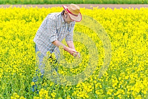 Farmer Standing in Oilseed Rapeseed Cultivated Agricultural Field photo