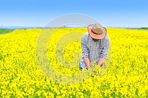 Farmer Standing in Oilseed Rapeseed Cultivated Agricultural Field photo