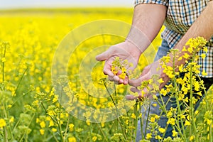 Farmer Standing in Oilseed Rapeseed Cultivated Agricultural Field