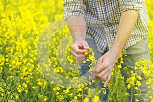 Farmer Standing in Oilseed Rapeseed Cultivated Agricultural Field