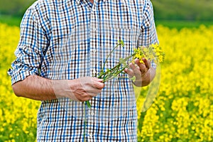 Farmer Standing in Oilseed Rapseed Cultivated Agricultural Field
