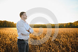 Farmer standing in soybean field examining crop at sunset.