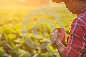 Farmer standing in the tobacco field at morning time, and holding red coffee cup. Dringking coffee and agriculture concept