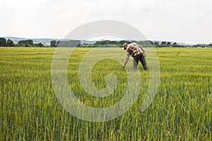 farmer standing in wheat field examining crop.