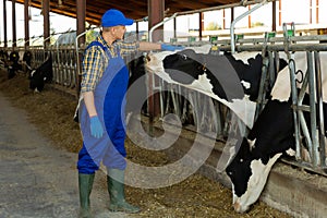 Farmer stroking cow in cowhouse