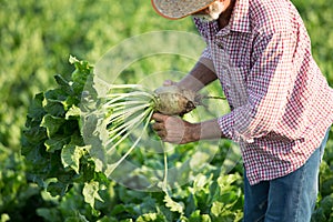 Farmer with sugar beet in field