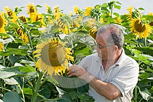 Farmer on a sun flower field