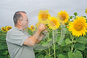 Farmer on a sunflower field photo