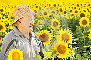 Farmer in sunflower field