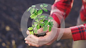 Farmer sunset planting green sprout. Farmer hands plant green sprout agriculture. Business a ecology agriculture