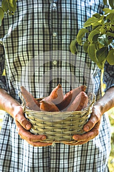 Farmer with sweet potatoes