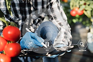 Farmer with tablet computer checking quality and freshness of tomato vegetables in organic food farm