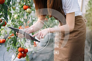Farmer with tablet computer checking quality and freshness of tomato vegetables in organic food farm