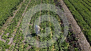 Farmer, tablet and drone in farm, agribusiness and countryside for agriculture, plants and environment. Crops