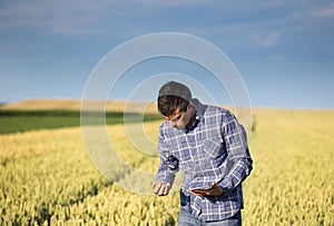 Farmer with tablet in green wheat field
