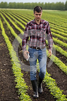 Farmer with tablet in soybean field in spring
