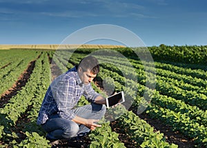 Farmer with tablet in soybean field photo