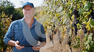 farmer with a tablet. vineyard. viticulture. Grape Growing. ripe grapes ready for harvesting. Winery and Wine Business