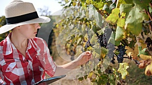 farmer with a tablet. vineyard. viticulture. Grape Growing. ripe grapes ready for harvesting. Winery and Wine Business