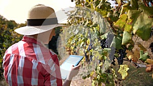 farmer with a tablet. vineyard. viticulture. Grape Growing. ripe grapes ready for harvesting. Winery and Wine Business