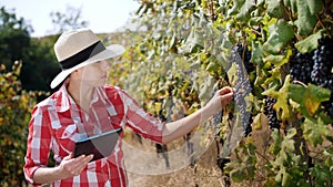 farmer with a tablet. vineyard. viticulture. Grape Growing. ripe grapes ready for harvesting. Winery and Wine Business