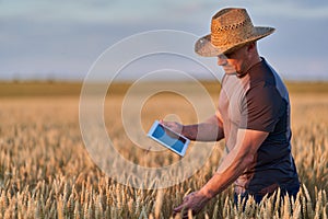 Farmer with a tablet in a wheat field