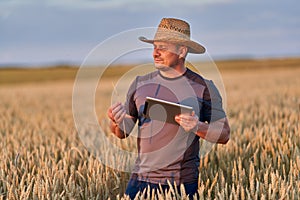 Farmer with a tablet in a wheat field