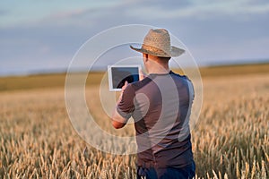 Farmer with a tablet in a wheat field