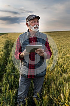 Farmer with tablet in wheat field in early summer
