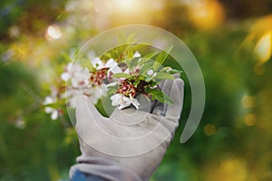 Farmer takes care of the almond tree flower