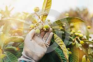 Farmer takes care of the medlar fruit trees