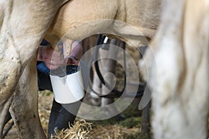 Farmer takes milk from udder of cow