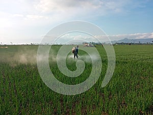 A farmer taking care and spraying his plants