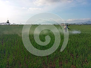 A farmer taking care and spraying his plants