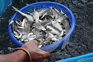 farmer taking indian rohu catla carp fish fingerling babies in basket after fish breeding