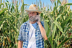 Farmer talking on mobile phone in corn maize field