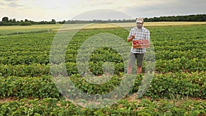 A farmer tastes freshly picked strawberries while standing in the middle of the plantation